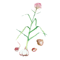 Ail BIO en gélules (Allium sativum)