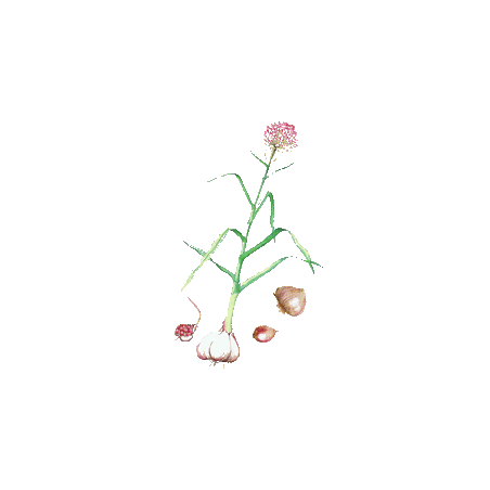 Ail BIO en gélules (Allium sativum)