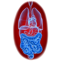 Balai Intestinal mélange en gélules Régénération