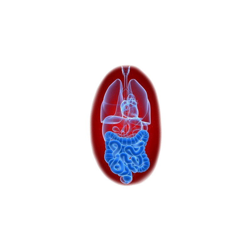 Balai Intestinal mélange en gélules Régénération