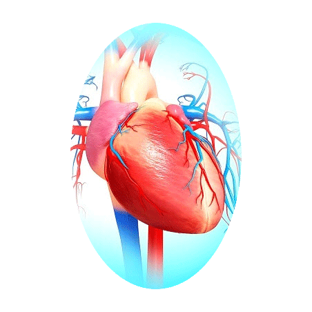 Cardiocool mélange en gélules Régénération