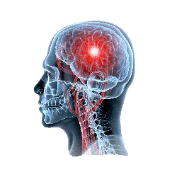 Cerveau & Système nerveux mélange en gélules Régénération