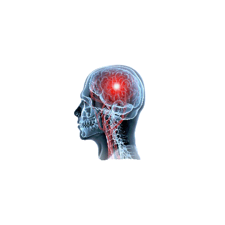 Cerveau & Système nerveux mélange en gélules Régénération