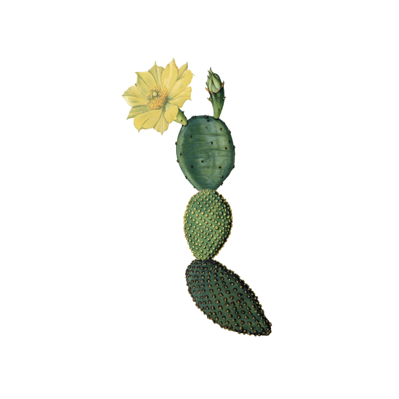 Nopal Opuntia en gélules pour cure minceur