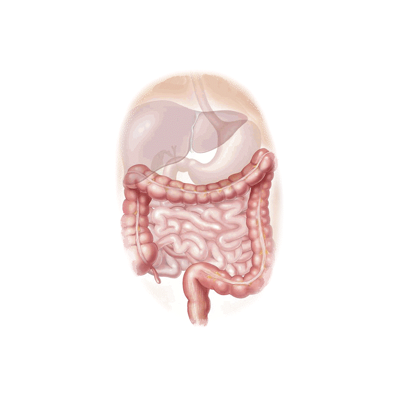 Inflestins mélange en gélules Régénération