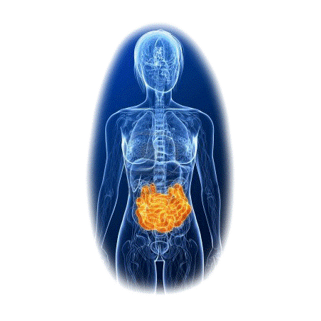 Parasites mélange en gélules Régénération