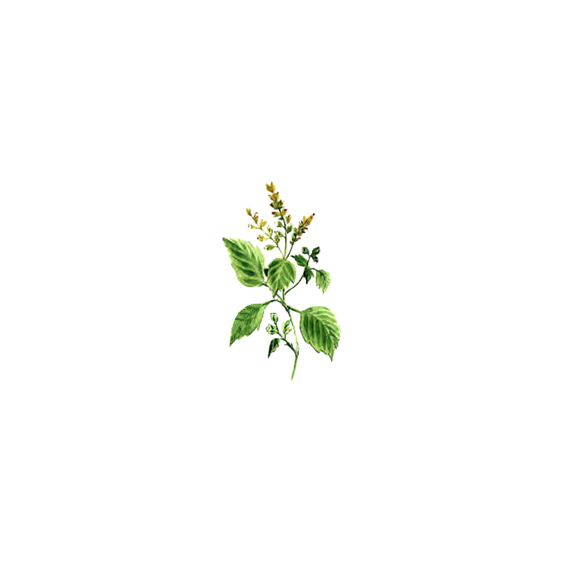 Huile essentielle Patchouli (Pogostemon cablin)