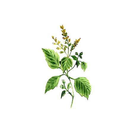 Huile essentielle Patchouli (Pogostemon cablin)