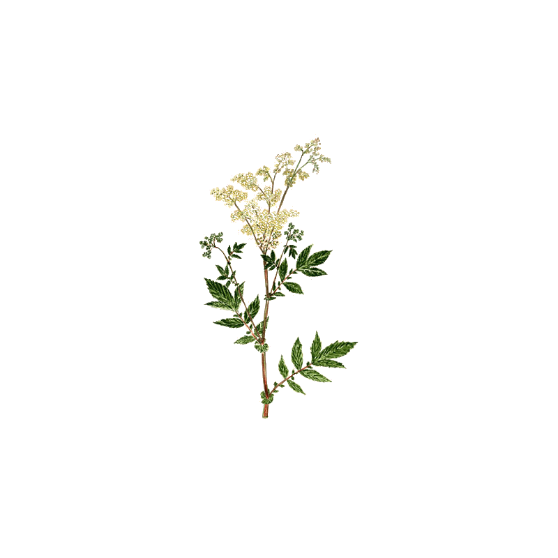 Reine des prés BIO en gélules (Filipendula ulmaria)