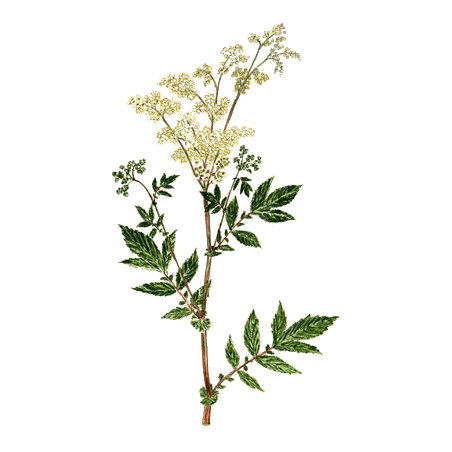 Reine des prés BIO en gélules (Filipendula ulmaria)
