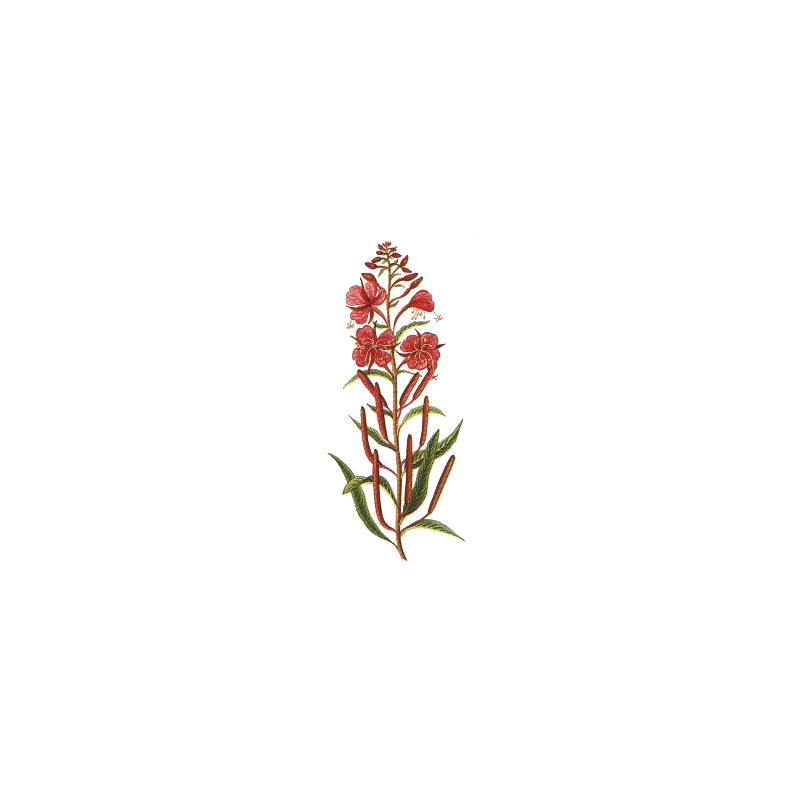 Epilobe BIO en gélules (Epilobium angustifolium - Prostate)
