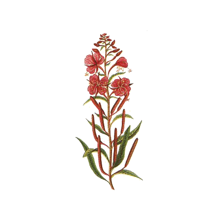 Epilobe BIO en gélules (Epilobium angustifolium - Prostate)