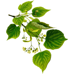 Tilleul Aubier BIO en gélules (Tillia tomentosa)
