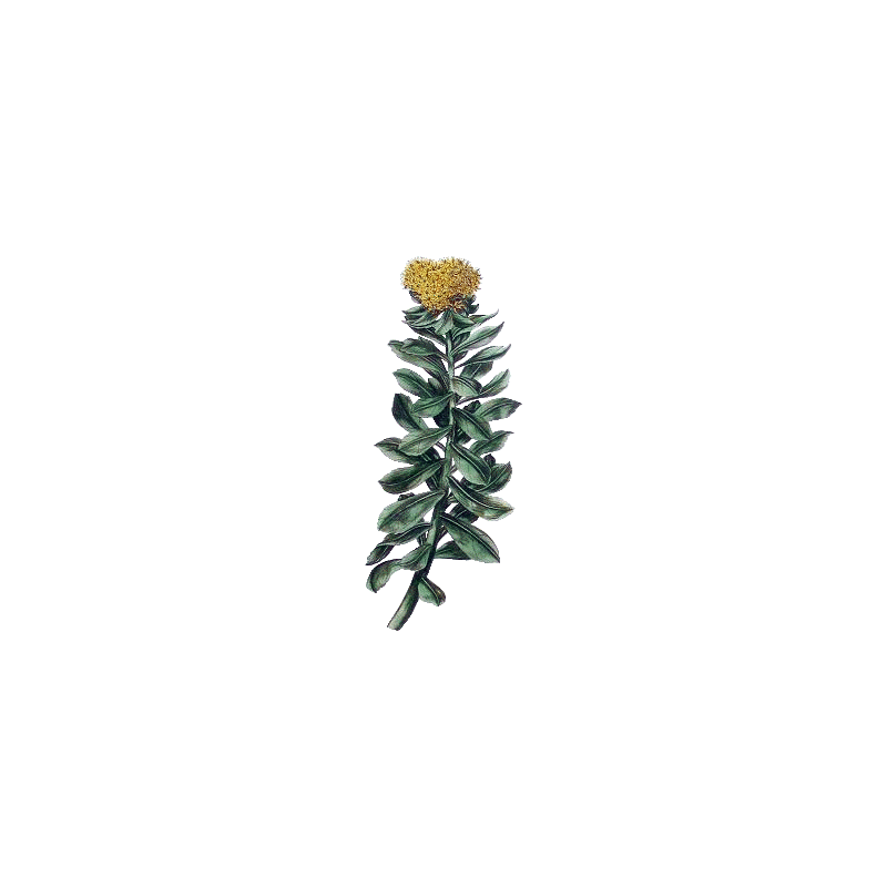 Rhodiola Rosea extrait BIO en gélules (Sedum roseum)
