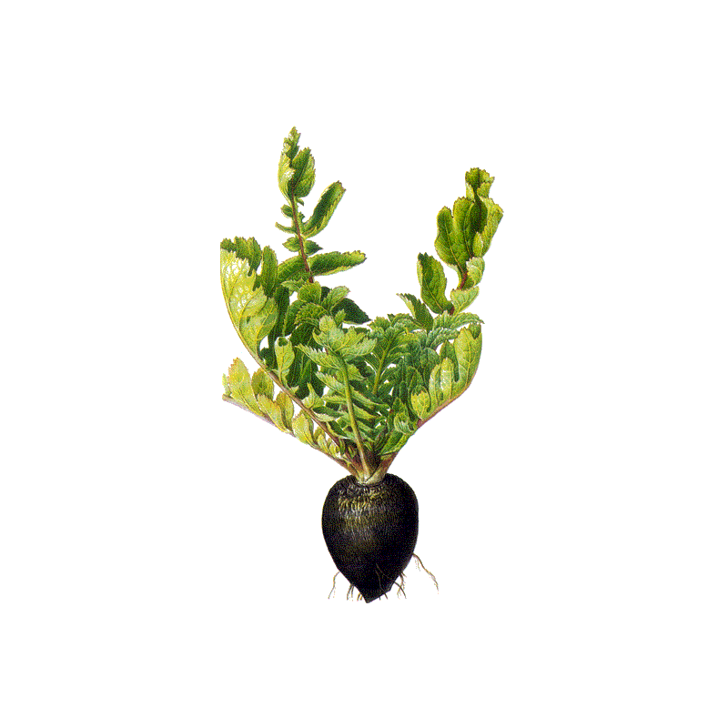 Radis noir Bio en gélules (Raphanus sativus var niger)