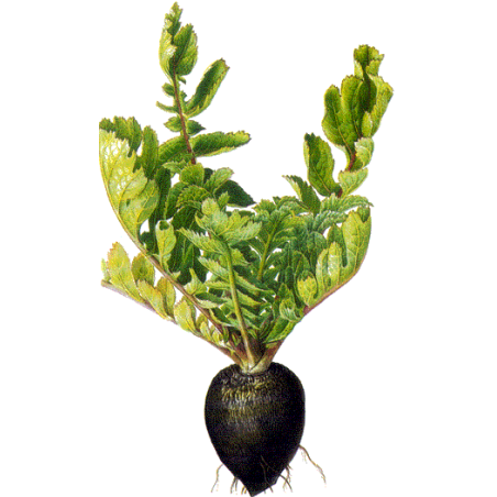 Radis noir Bio en gélules (Raphanus sativus var niger)