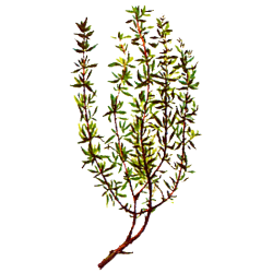 Huile essentielle Thym à Linalol Provence bio (Thymus vulgaris)