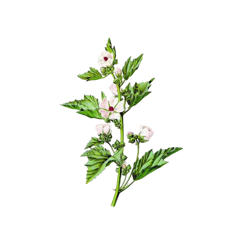 Guimauve racine BIO en gélules (Althaea officinalis) - Contre les inflammations