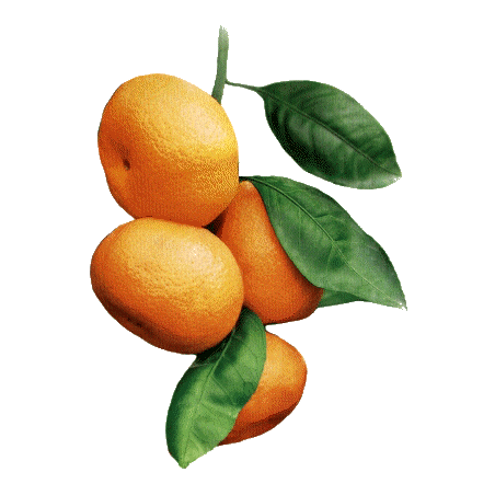 Huile essentielle Mandarine Jaune (Citrus reticulata Blanco)
