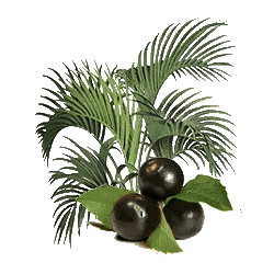 Açaie Bio en gélules (Euterpe oleracea)