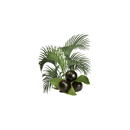 Açaie Bio en gélules (Euterpe oleracea)