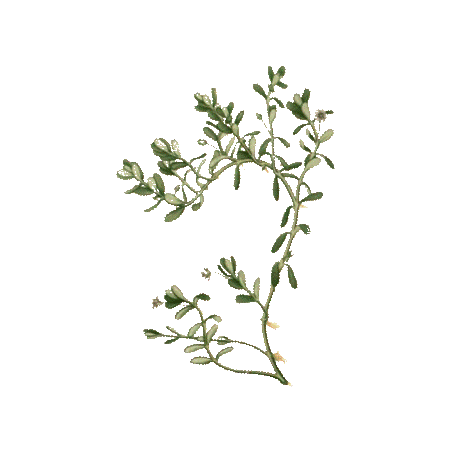 Bacopa Brahmi extrait BIO à 20% bacosides en gélules