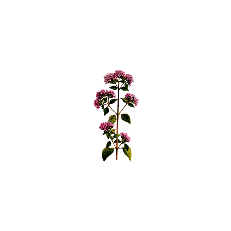 Marjolaine Bio en gélules (Origanum majorana)