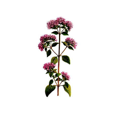 Marjolaine Bio en gélules (Origanum majorana)