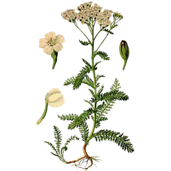 Achillée Millefeuille en gélules (Achillea millefolium)