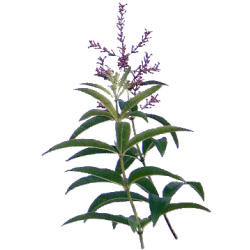 Verveine Odorante Bio en gélules (Lippia citriodora)