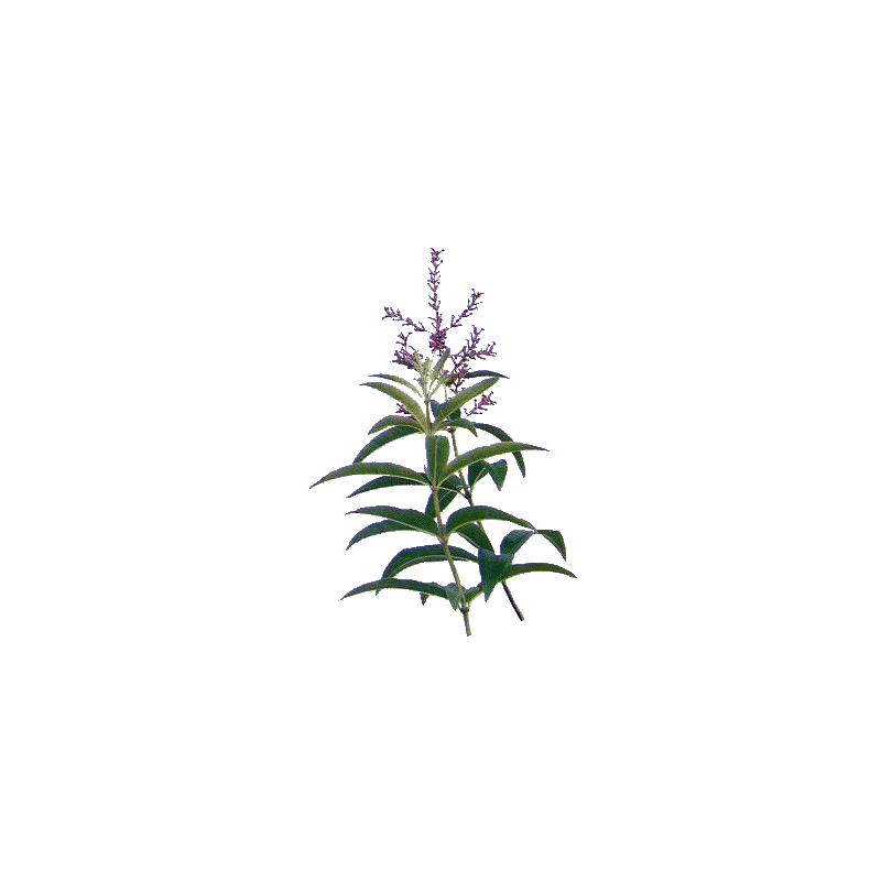 Verveine Odorante Bio en gélules (Lippia citriodora)