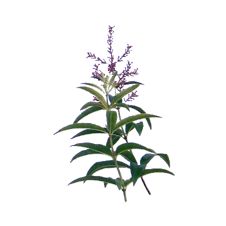 Verveine Odorante Bio en gélules (Lippia citriodora)
