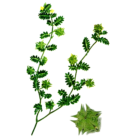 Tribulus terrestris Bio en gélules (aphrodisiaque naturel)