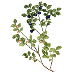 Myrtille feuilles BIO en gélules (Vaccinum myrtillus)
