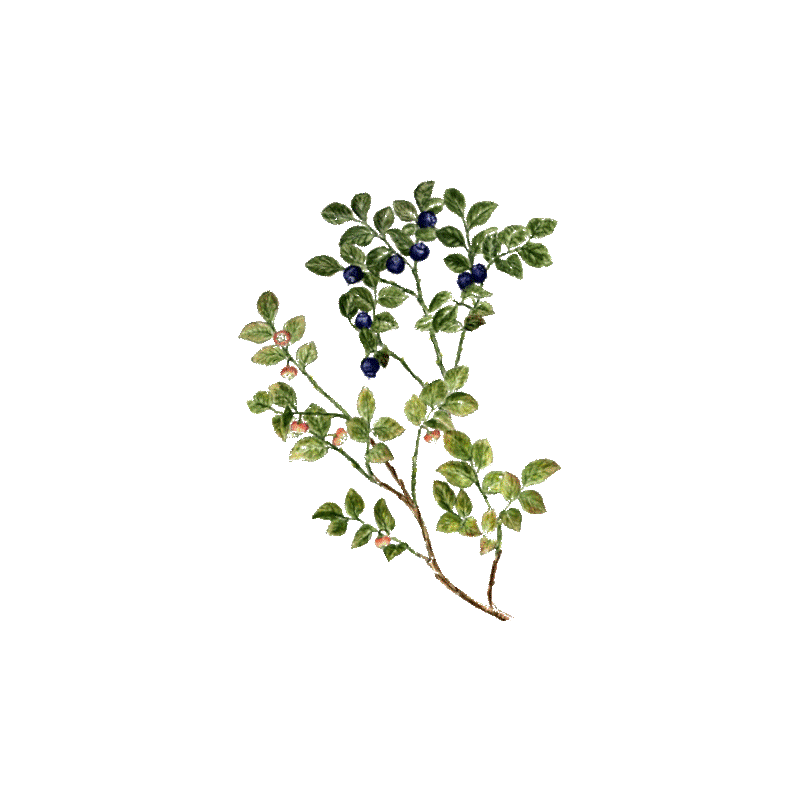 Myrtille feuilles BIO en gélules (Vaccinum myrtillus)