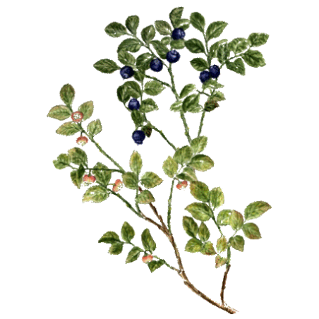 Myrtille feuilles BIO en gélules (Vaccinum myrtillus)