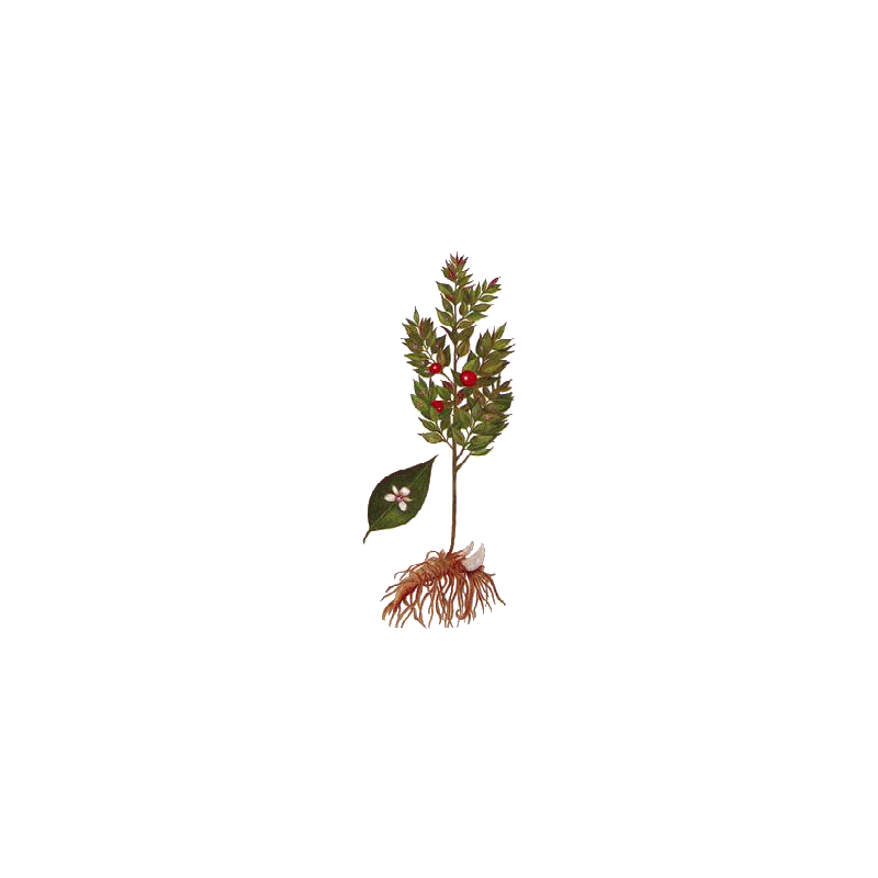 FRAGON Petit Houx en gélules (Ruscus aculeatus)