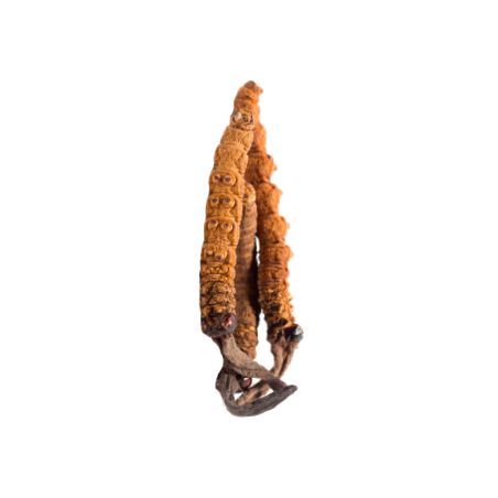 Cordyceps Sinensis BIO en gélules (Tonus sexuel)
