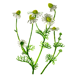 Camomille Matricaire fleurs BIO en gélules