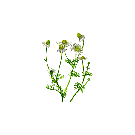 Camomille Matricaire fleurs BIO en gélules