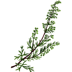 Armoise Bio en gélules (Artémisia vulgaris)