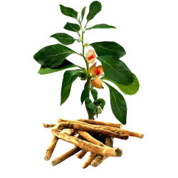 Ashwagandha racine BIO en gélules (Whitania somnifera)