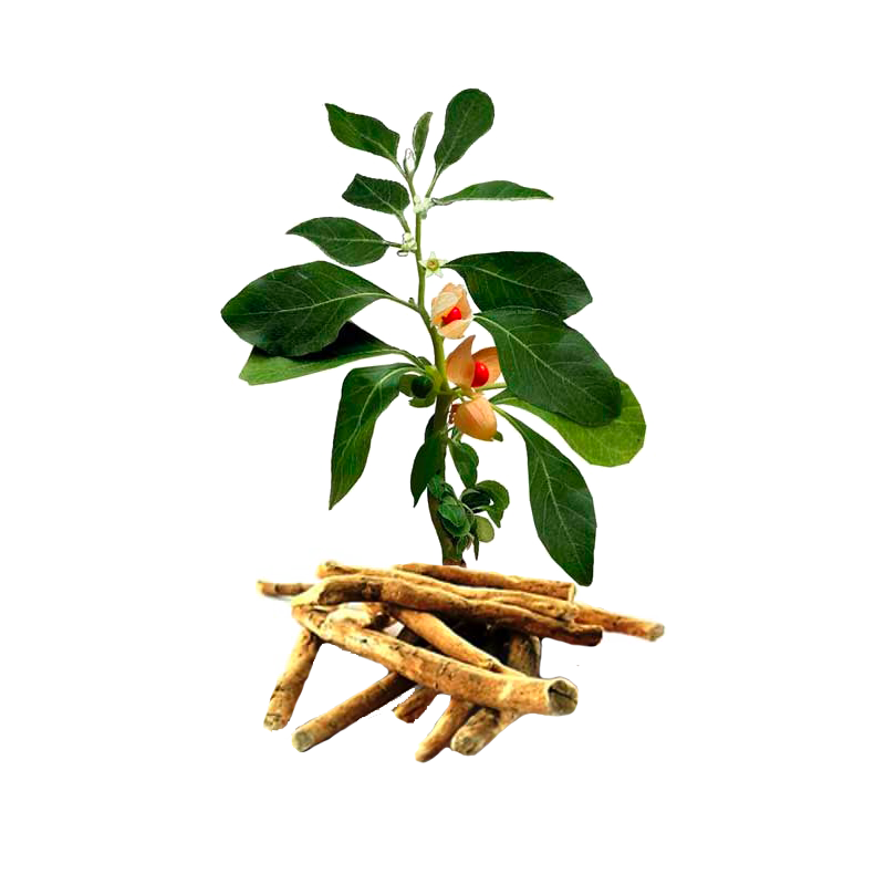 Ashwagandha racine BIO en gélules (Whitania somnifera)