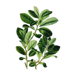 Maté vert en gélules (Ilex paraguariensis)