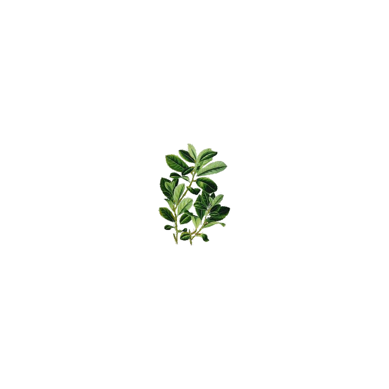Maté vert en gélules (Ilex paraguariensis)