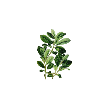 Maté vert en gélules (Ilex paraguariensis)