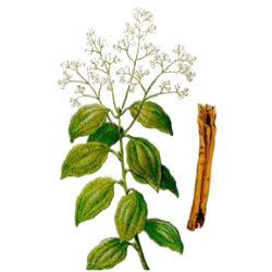 Cannelle de Ceylan écorce BIO en gélules