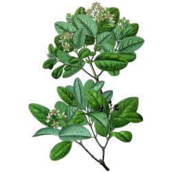 Boldo BIO en gélules (foie)