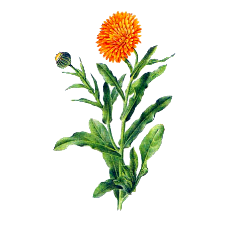 Souci fleur BIO en gélules (Calendula officinalis)