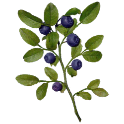 Baies de myrtille BIO en gélules (extrait - vaccinium myrtillus)